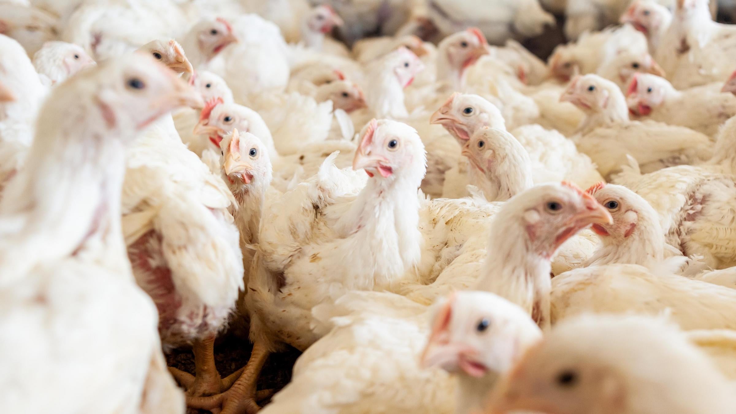 Stock photo of densely packed white chickens at a poultry farm