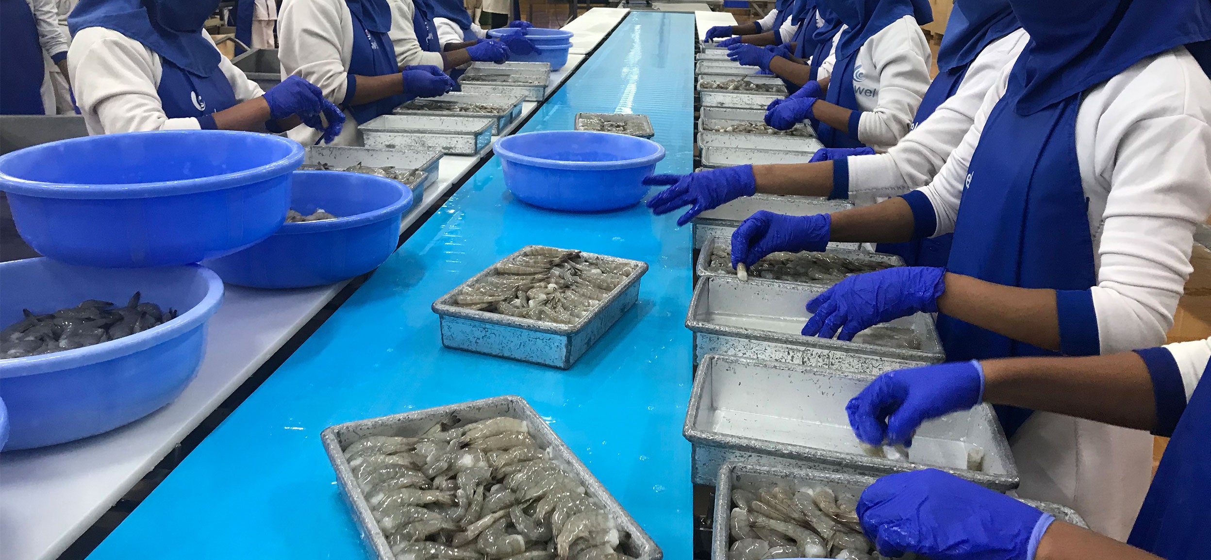 Workers along shrimp processing line