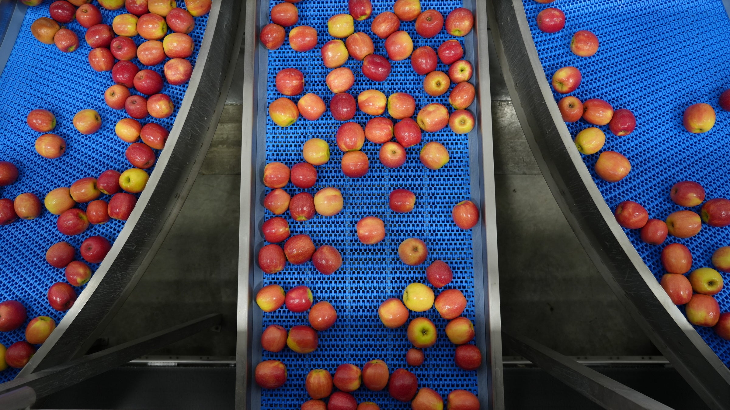 Apples on blue Intralox Series 2400 HDE conveyor belts