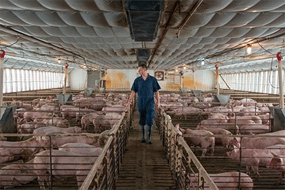 The World’s Largest Pork Producer is Exploring Ways to Grow Human Organs From Pig Parts