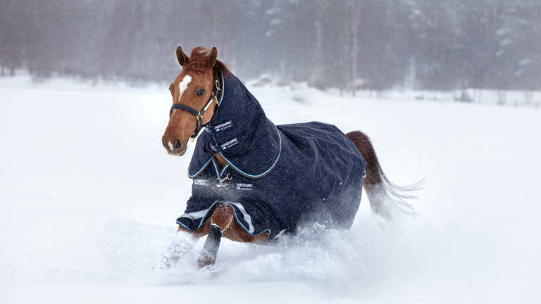 Cheval courant dans la neige