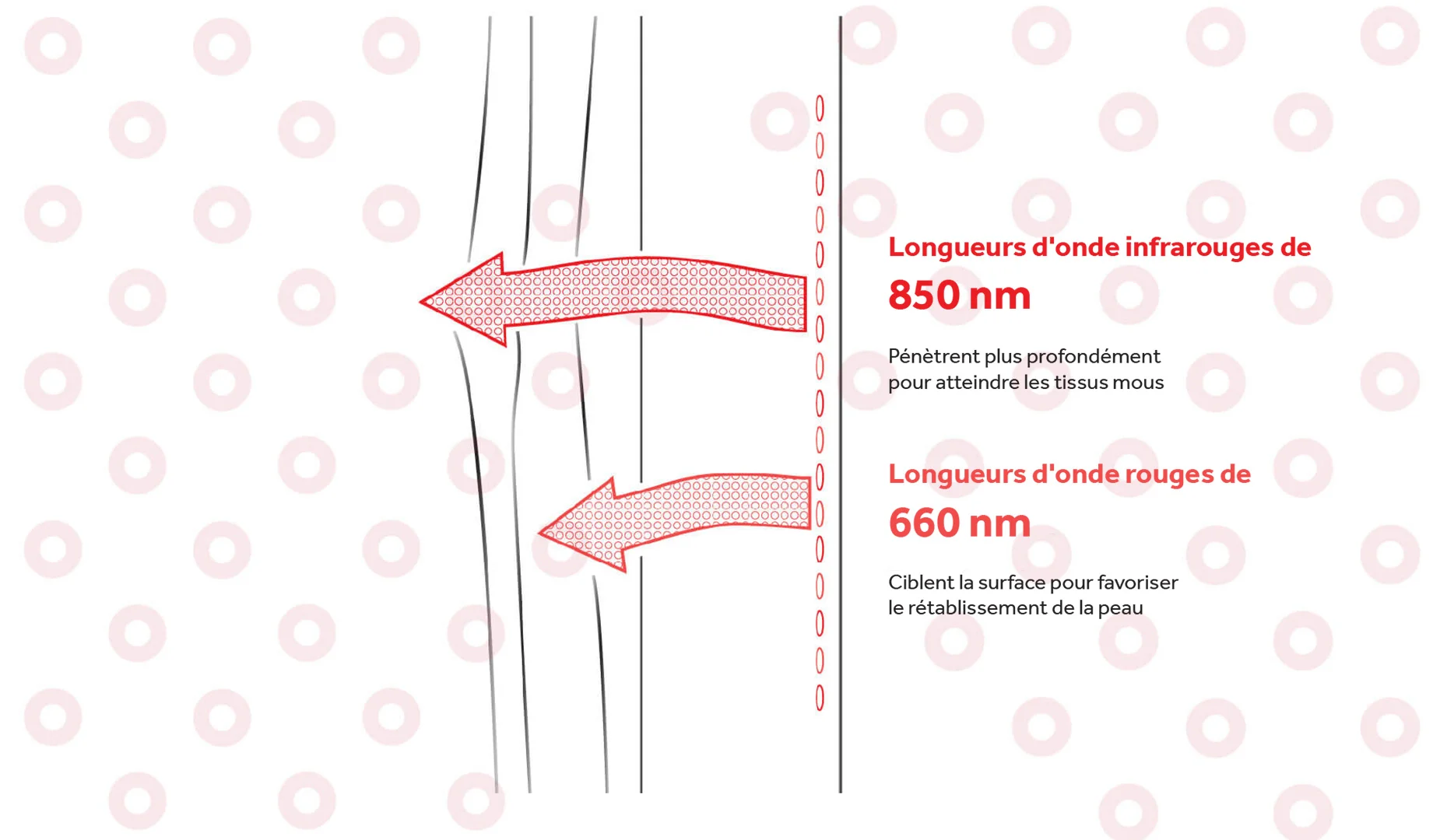 Exploitant la puissance de la lumière rouge et infrarouge, la thérapie LED Horseware utilise une technologie LED avancée et une combinaison de différentes longueurs d'ondes lumineuses pour offrir un soutien ciblé à différentes zones, y compris la peau et les tissus plus profonds.