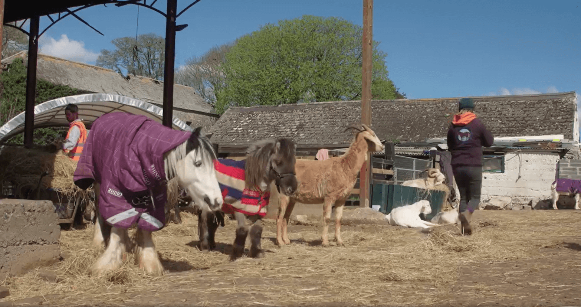 My Lovely Horse Rescue