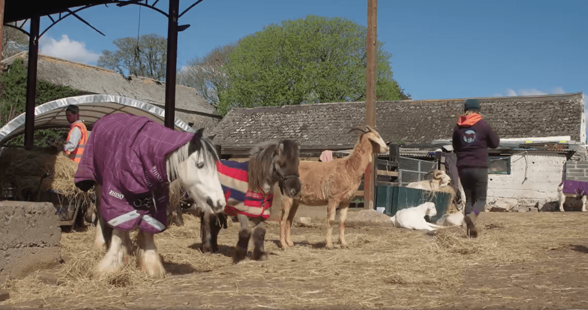 My Lovely Horse Rescue