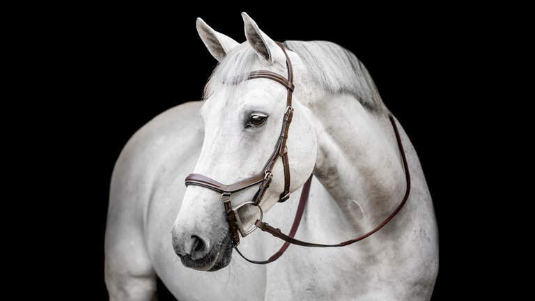 Micklem Bridle Perfect Fit