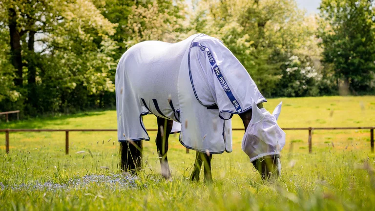 Horse Blanket Leg Straps -Adjustable - Stretch - Sold as a pair, Horse  Blanket Leg Straps Replacement 