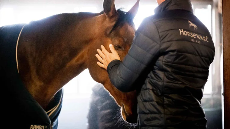 Horse blanket being attached to horse