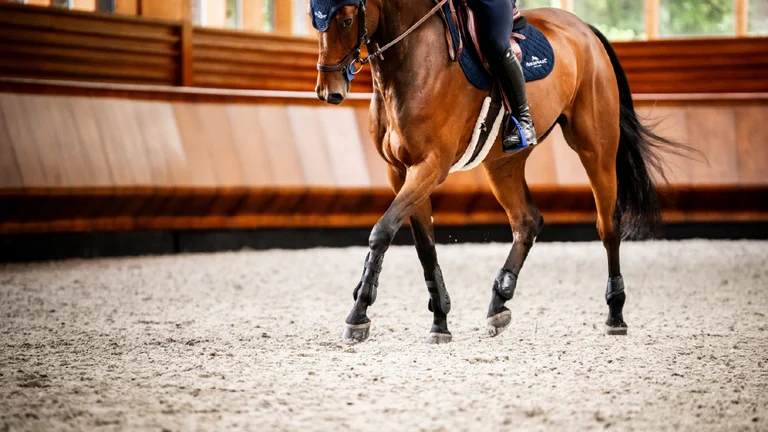 Cheval en bottes d'exercice s'entraînant dans l'arène