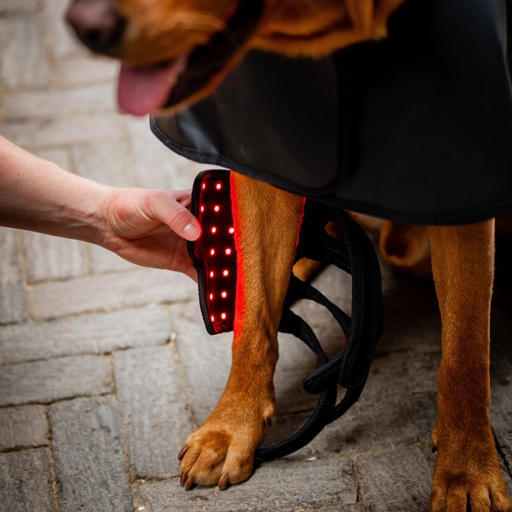 Wrap LED Thérapie Rouge Pour Jambes De Cheval – Neuf, Taille Unique, Noir