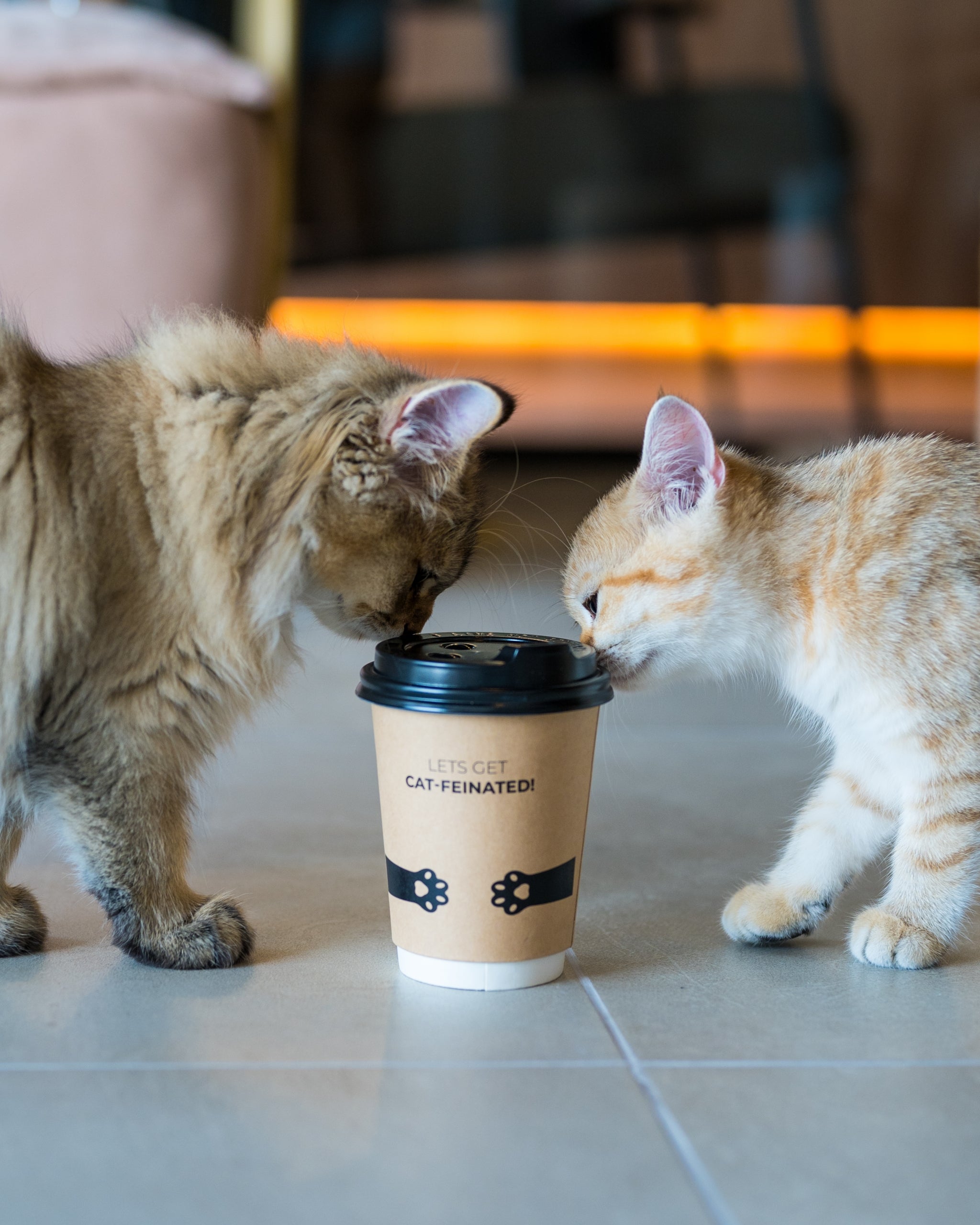 Get Whiskered Away (Sorry, We Had to) in Dubai's Best Cat Cafes