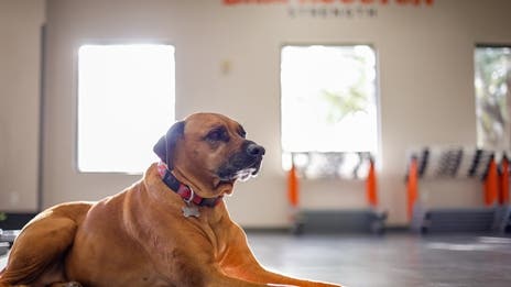 How Sam Houston got that dog in them this offseason
