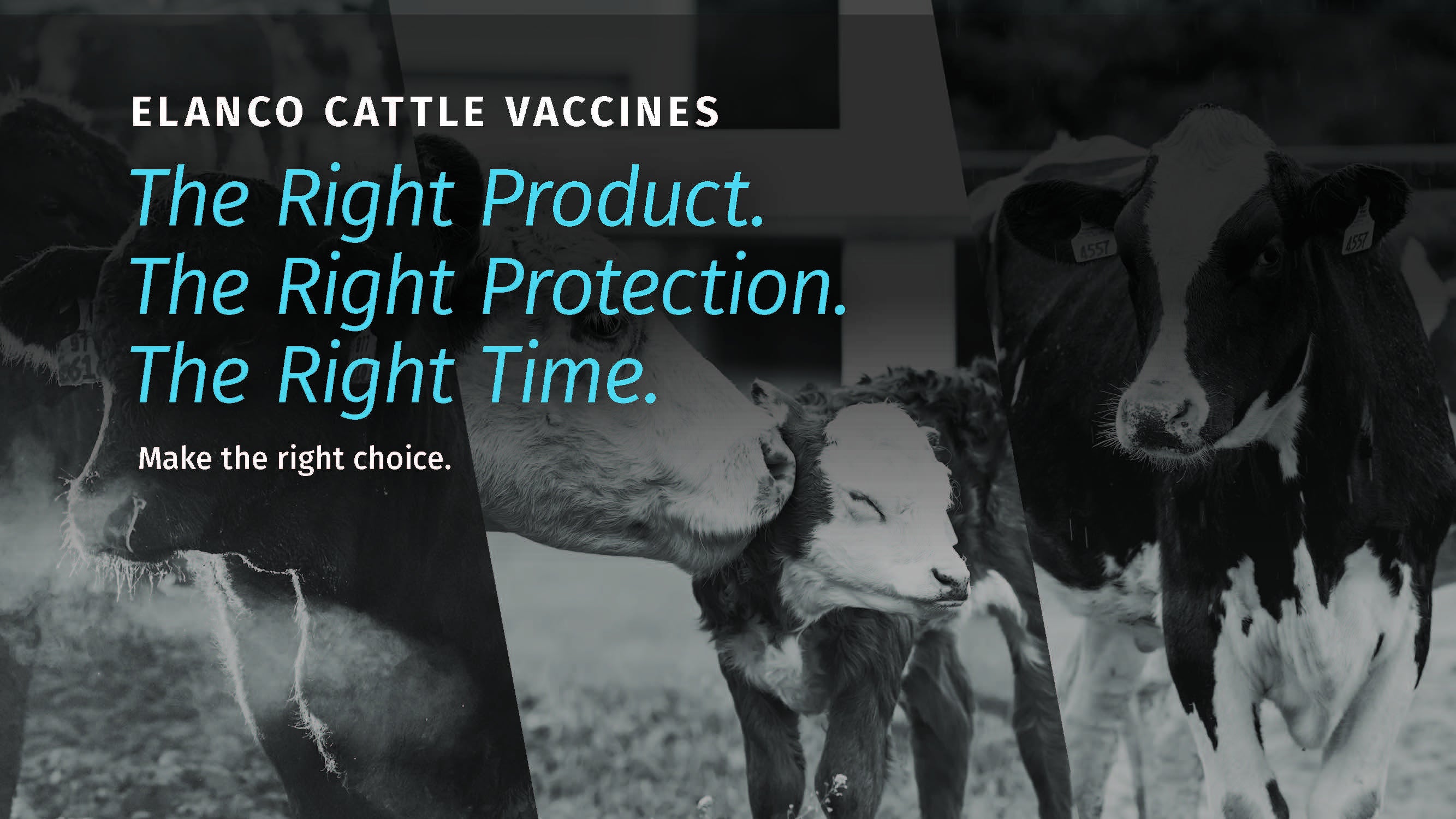 cattle vaccination chart