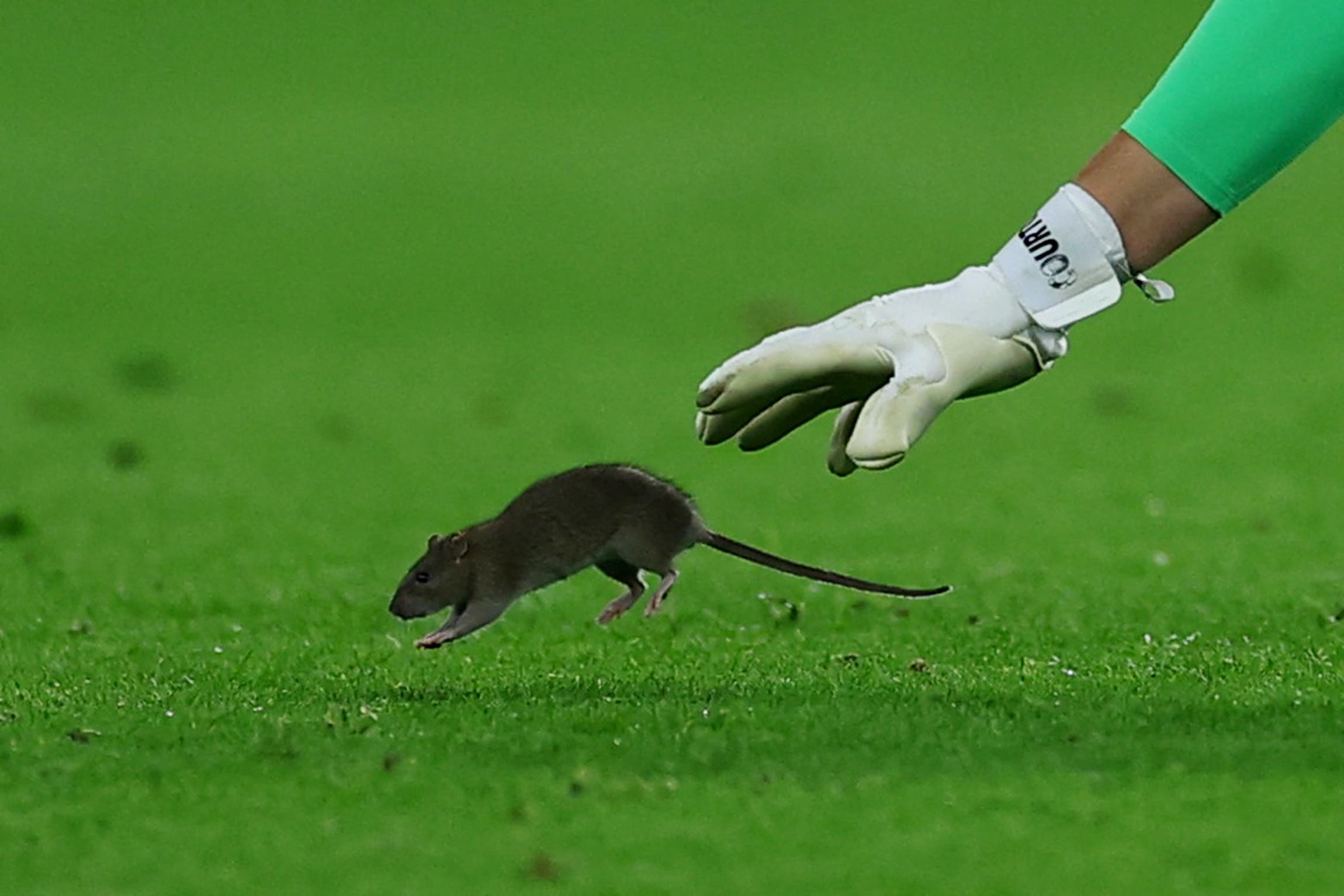 Soccer Football - FIFA World Cup - UEFA Qualifiers - Group J - Wales v Belgium - Cardiff City Stadium, Cardiff, Wales, Britain - October 13, 2025 Belgium's Thibaut Courtois tries to catch a rat that ran onto the pitch during the match Action Images via Reuters/Matthew Childs