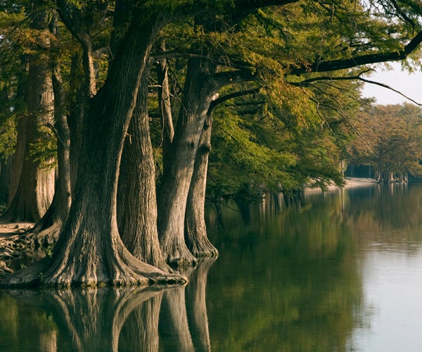 cypress trees along Frio river in Texas