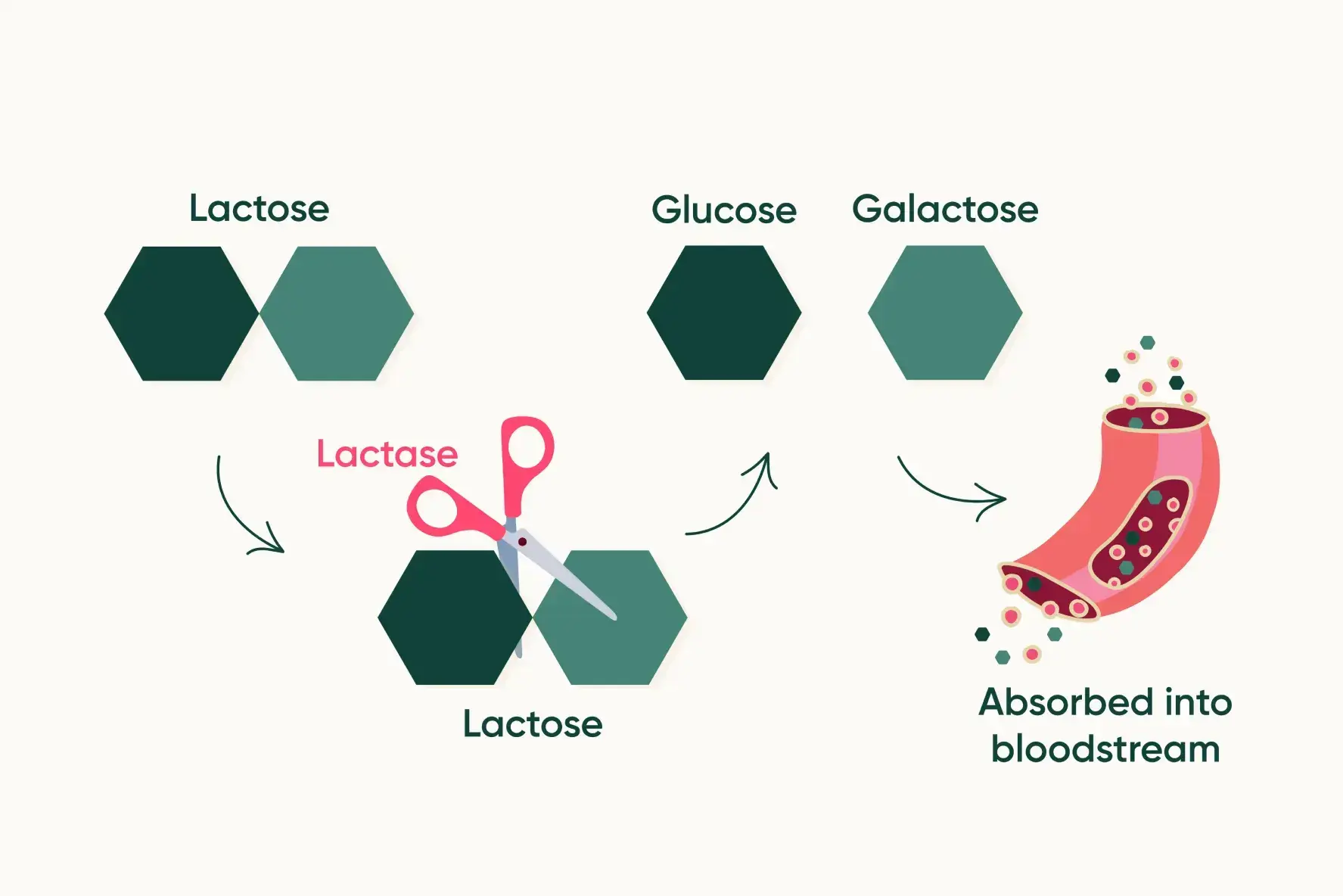 Lactose Intolerance