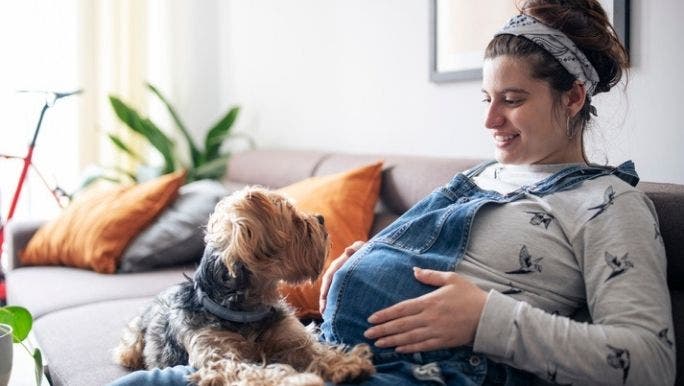 A pregnant woman wearing denim overalls is sitting on a sofa and smiling at a small dog