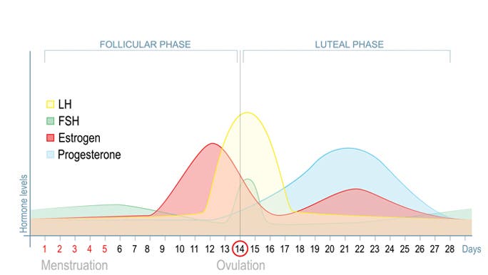 Infographic chart of the 28 day menstrual cycle