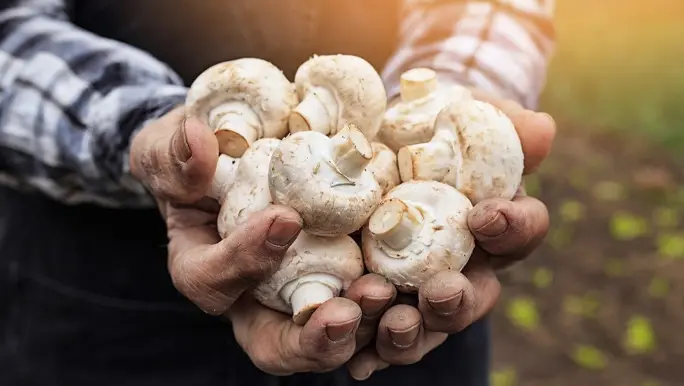 Mushrooms are held in the sun so that their vitamin D increases. 