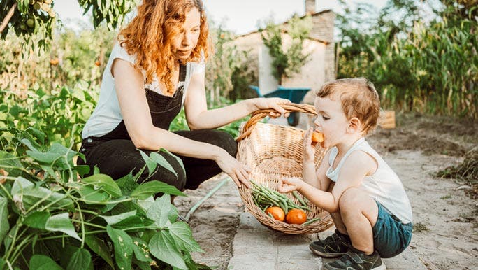 Mother and her young son harvesting organic vegetables from their small home garden