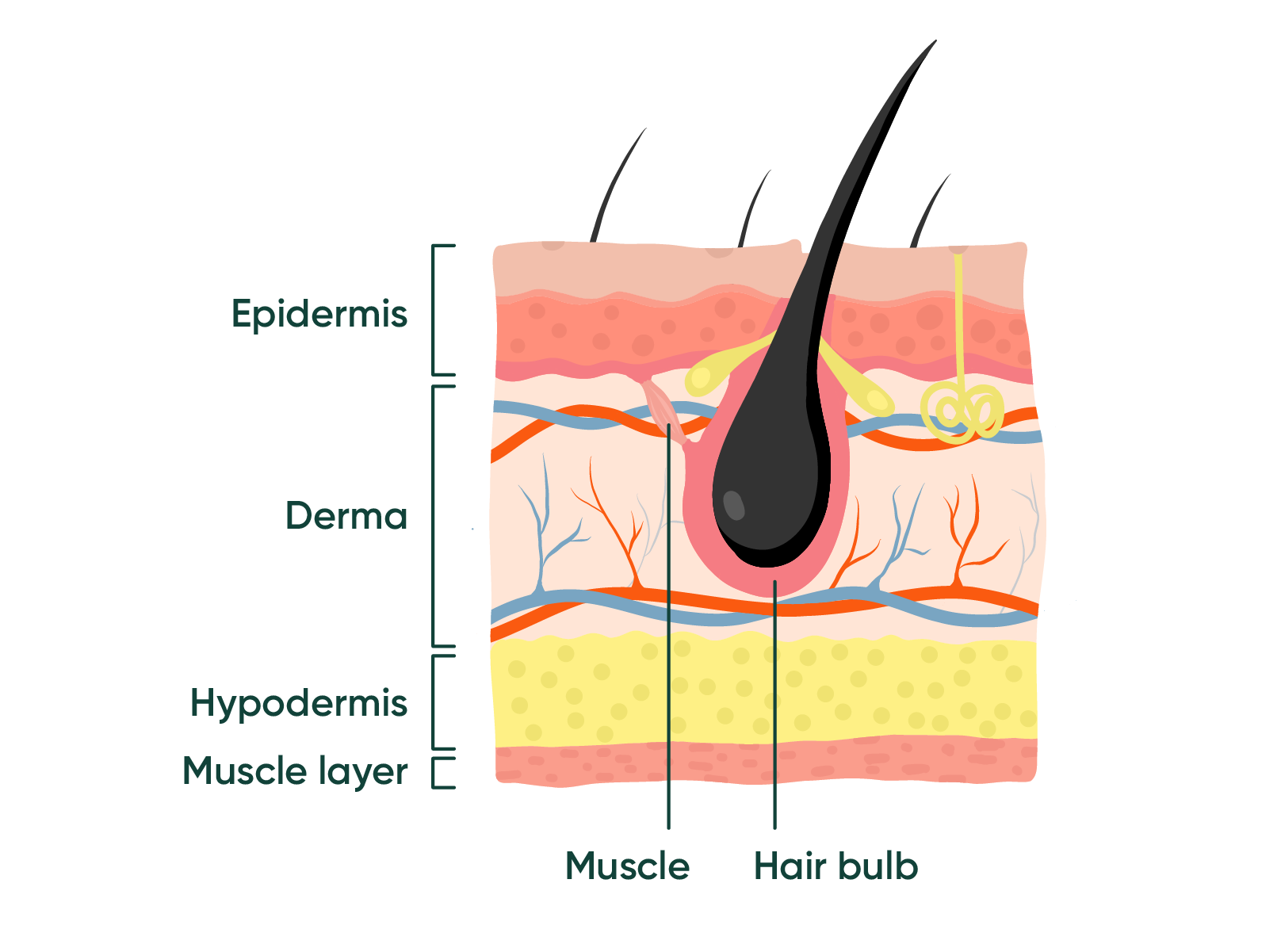 Hair and skin anatomy diagram