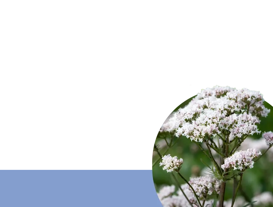 valerian