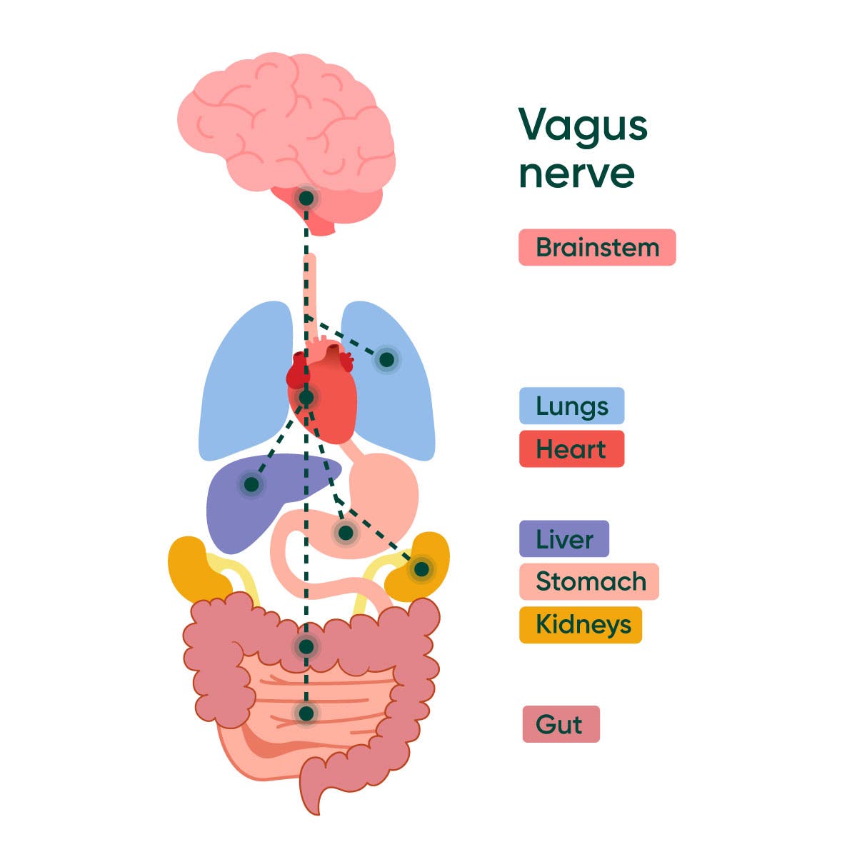 Illustration of the vagus nerve