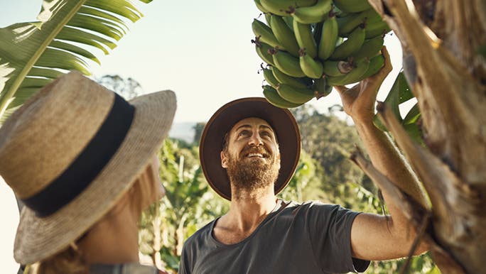 A Caucasian man wearing a hat is inspecting a tree of green bananas, which are linked to good gut health