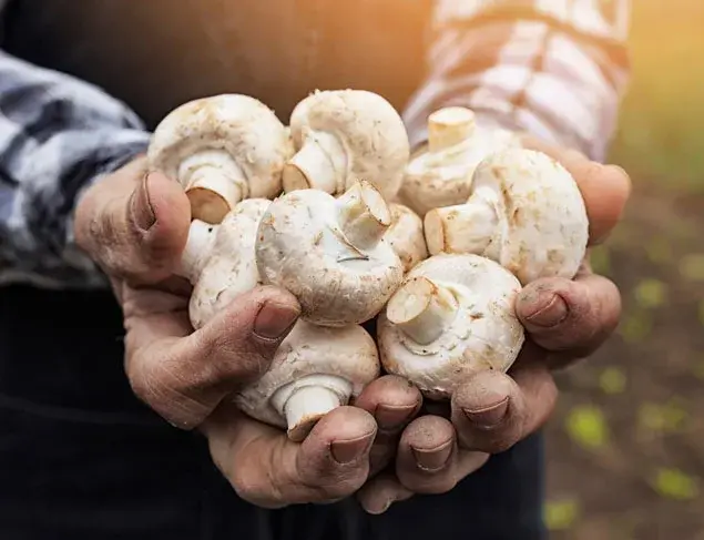 Science wants you to charge your mushrooms