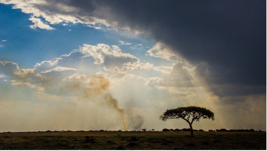 A lone tree stands in a field under a cloudy sky in Zambia, Africa.