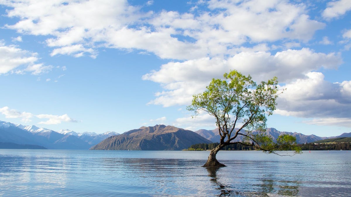 A lone tree grows from the placid waters of New Zealand. 