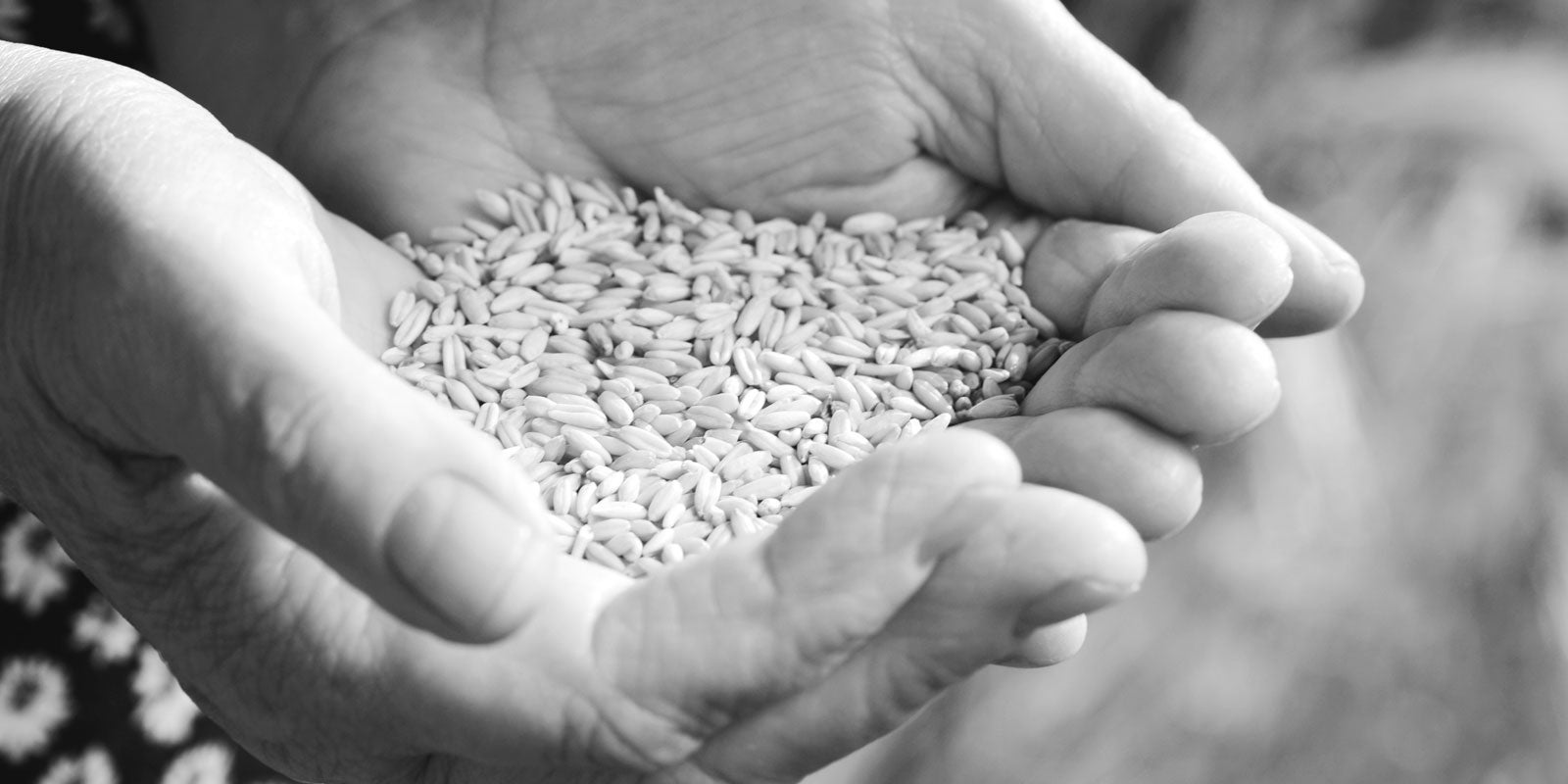 a person's hands together holding harvested wheat germs, as this client story is about how Olam, a leading global food and agri-business, worked with DDI to grow and develop their frontline leaders