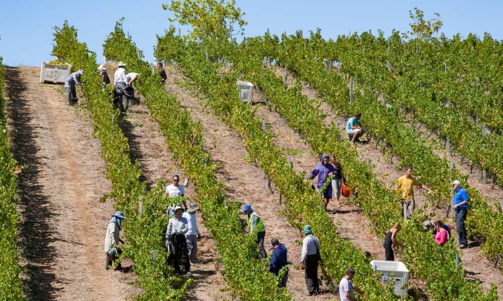 Modern slavery fruit.jpg