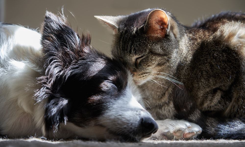 Australians are estimated to spend more than _21 billion on their pets.jpeg