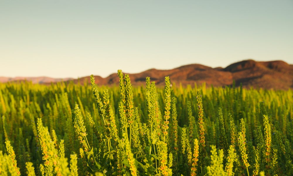 Crops in Western Australia.jpg