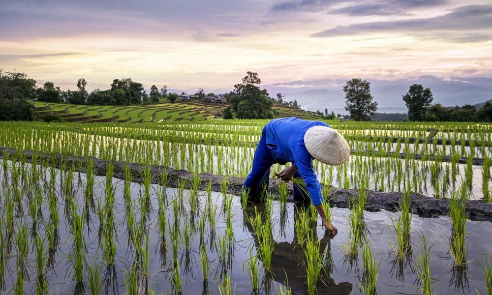 When India banned exports of many types of rice in July, prices in Thailand shot up.jpg