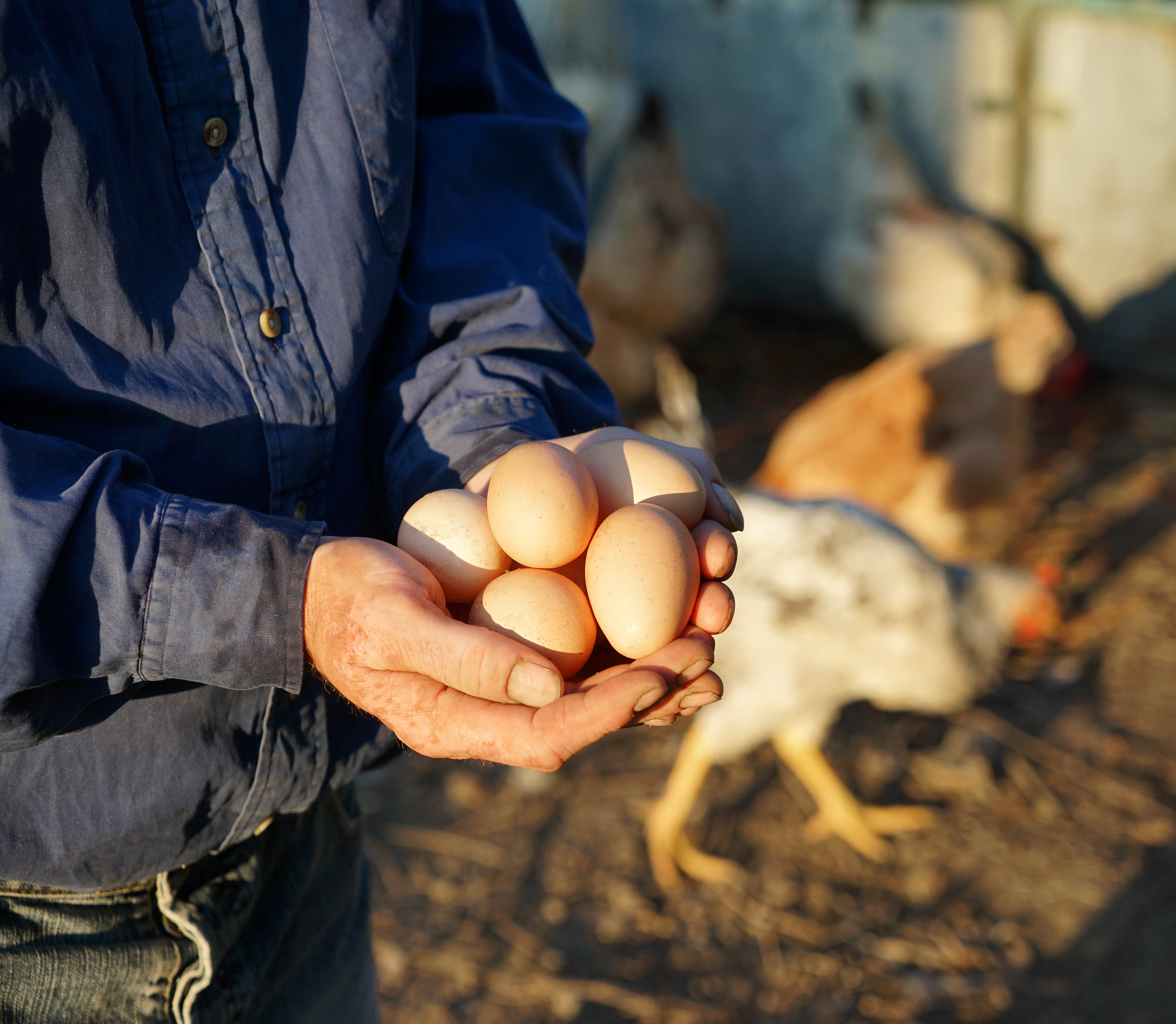 Agricultor segurando ovos orgânicos frescos