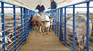 two men stood looking at pigs walking through the pen