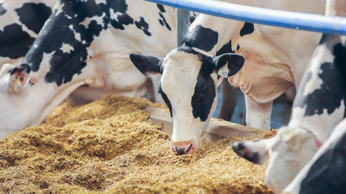 Elanco Announces FDA Has Completed Review of Bovaer®, FirstinClass MethaneReducing Feed
