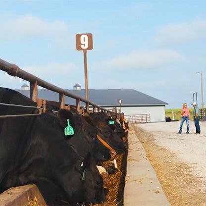 man and woman talking in front of a pen full of cows with number nine above the pen