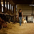 woman walking through a barn next to cows whilst petting a dog