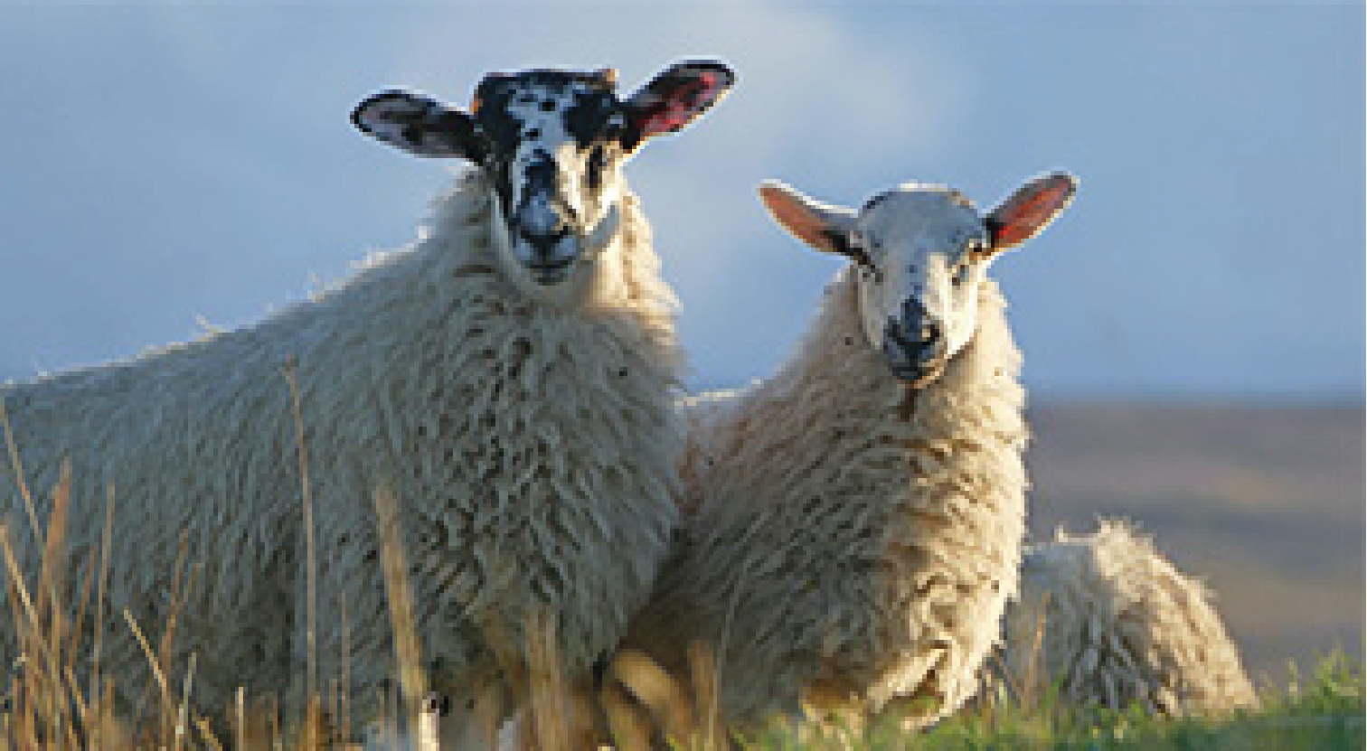 two sheep standing in a field