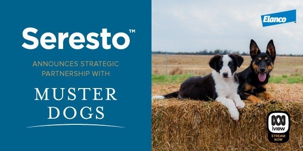 Seresto Announces Strategic Partnership with ABC's Muster Dogs | Elanco Australia
