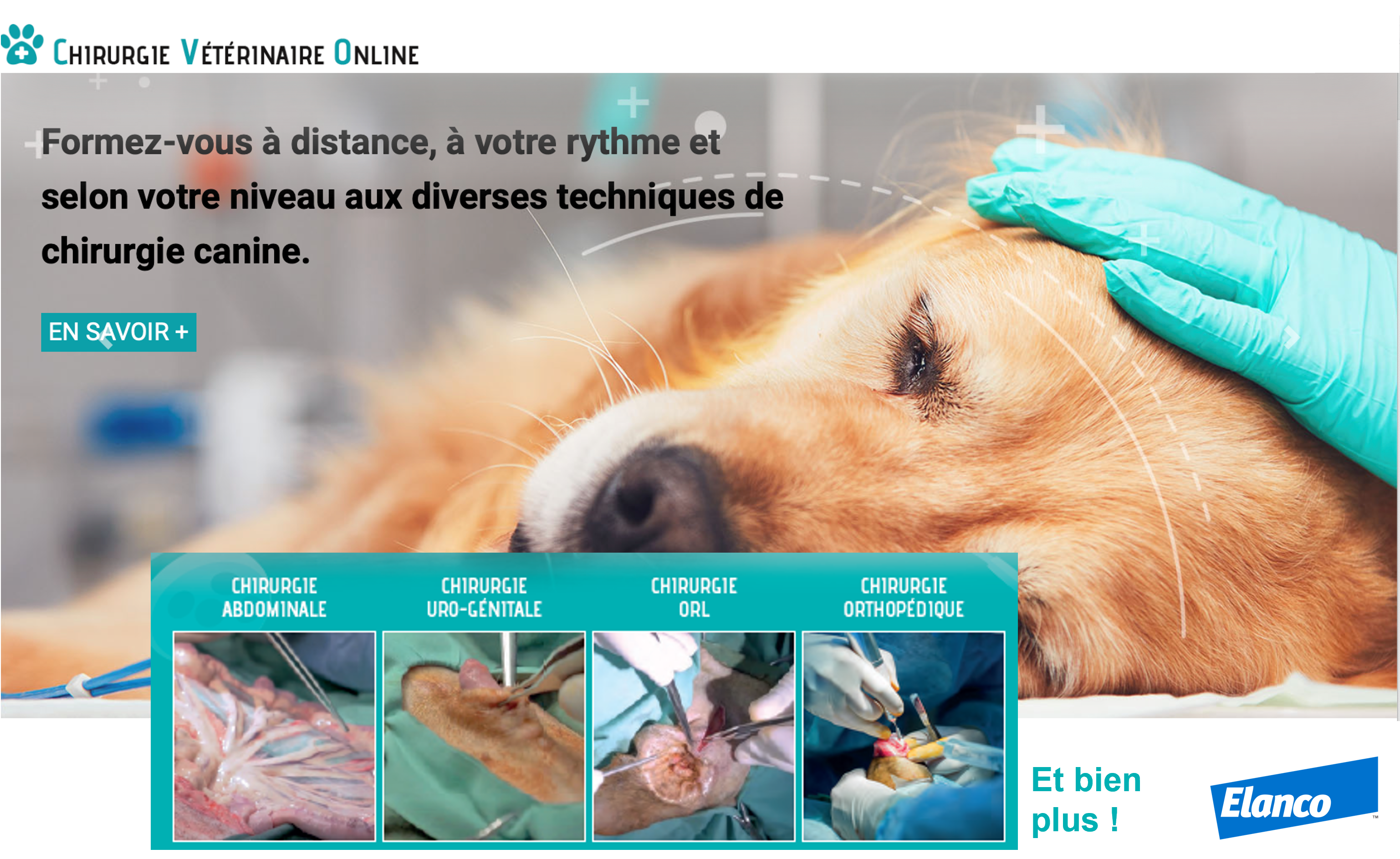 Plateforme digitale Chirurgie Veterinaire Online