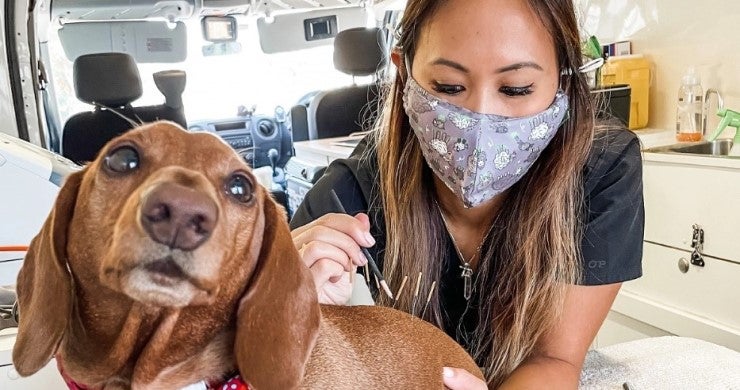 Vet performing acupuncture on sausage dog