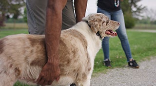 Gros plan d'un bras d'un homme caressant un chien