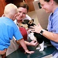 a dog in the vet's office with little boy by its side