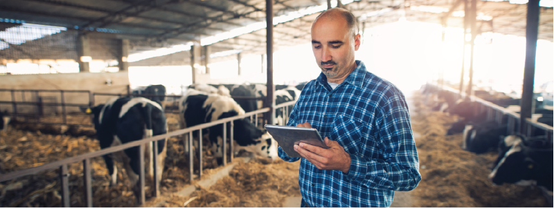eine Person, die vor Kühen steht und ein elektronisches Gerät liest
