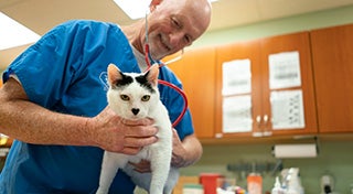 Homme vétérinaire manipulant un chat