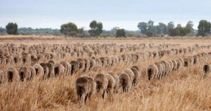 Sheep in a field