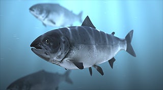 close up of a grey fish in the sea with others in the distance